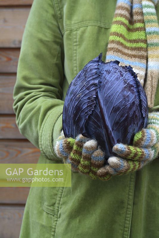 Woman holding a harvested red cabbage