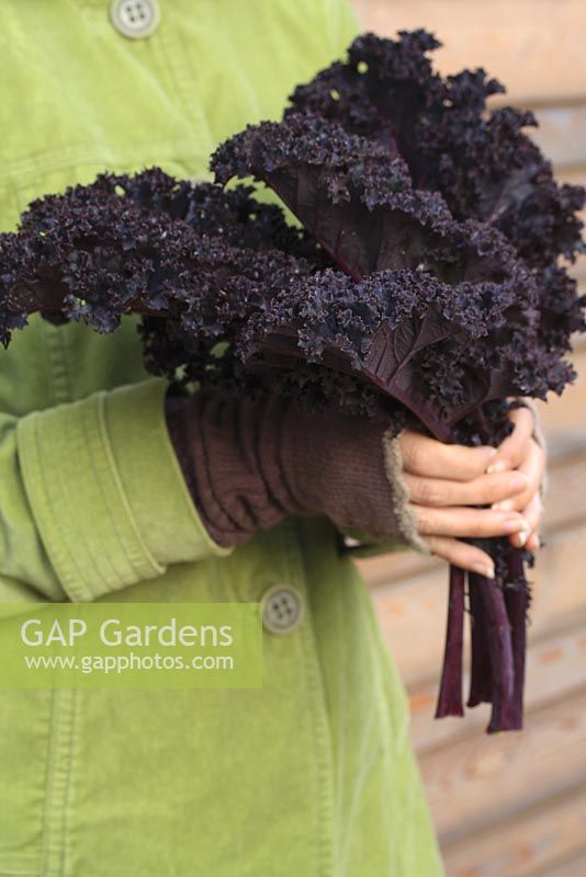 Woman holding bunch of harvested red kale