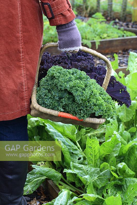 Woman holding basket of freshly harvested red and green kale in vegetable garden