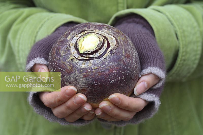 Woman holding harvested swede
