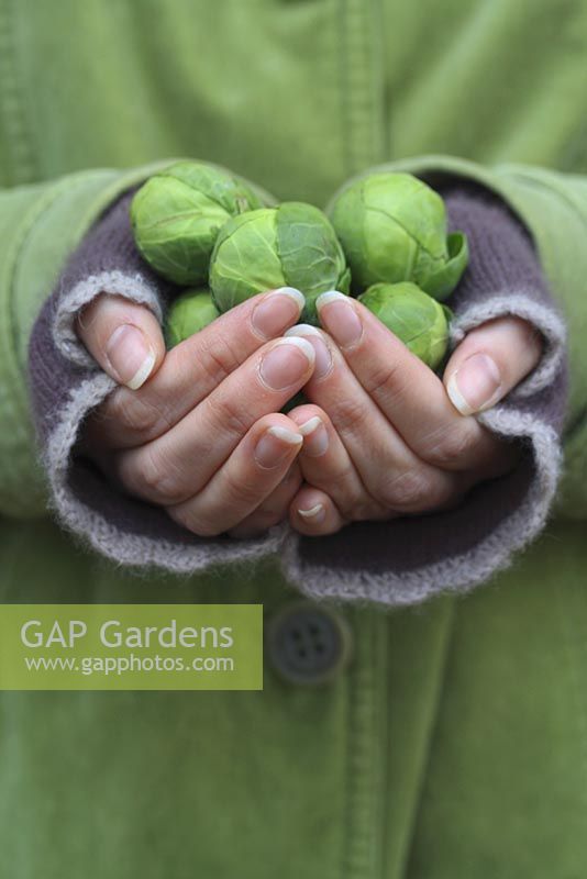 Woman holding harvested Brussels sprouts