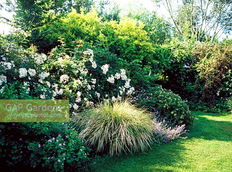 Mixed border with shrubs and ornamental grasses - Lower Severalls