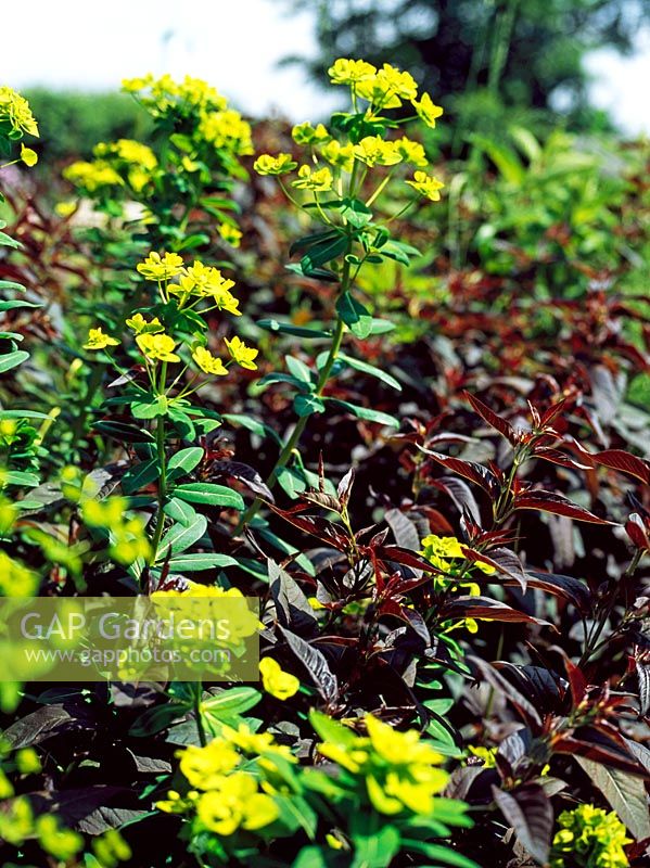 Euphorbia - Lower Severalls