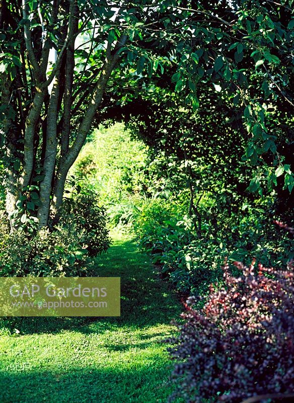 Pathway leading through shrub and trees - Lower Severalls