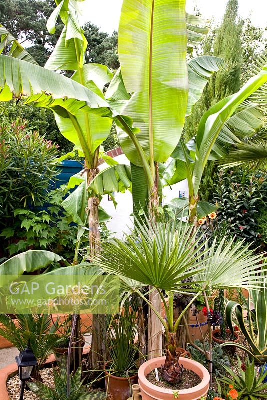 Musa, palm and other exotic plants in pots in Moroccan style garden