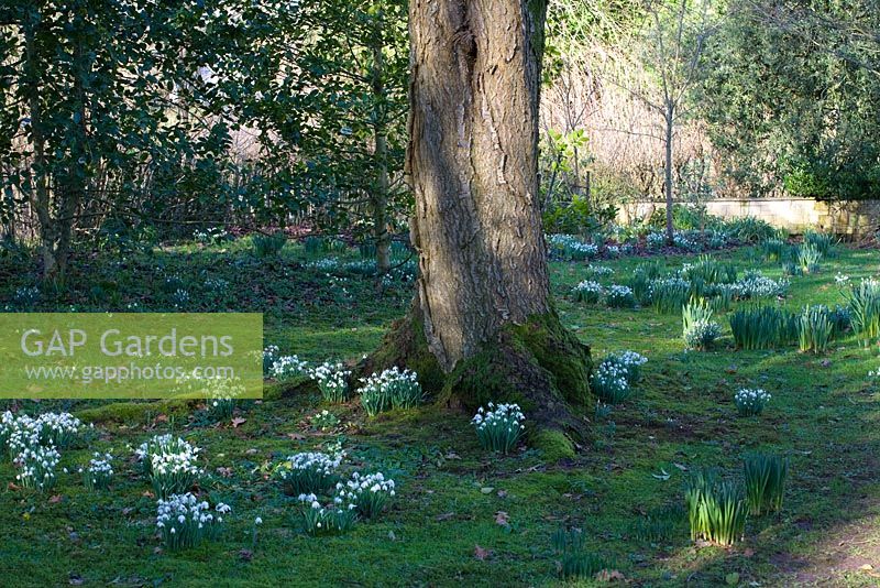 Galanthus in early spring garden - Sherborne Garden, Litton, Somerset