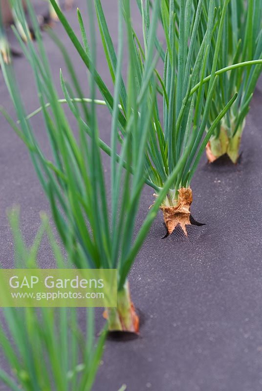 Shallots growing through weed control fabric