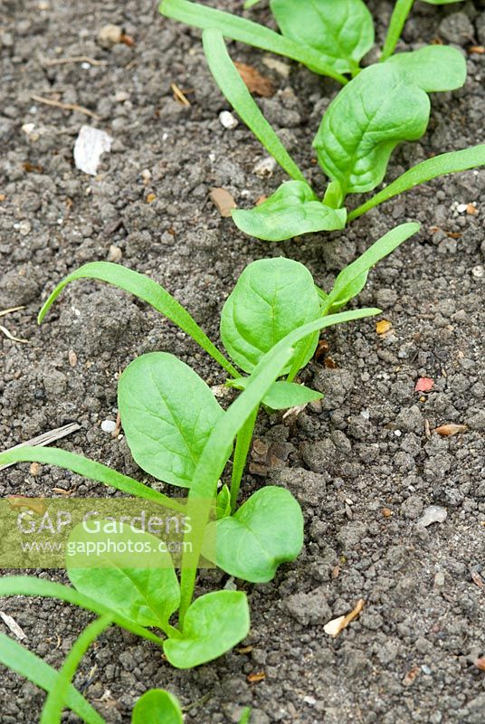 Spinach 'Tetona' seedlings