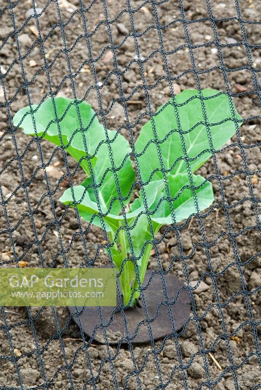 Cabbages with root fly collars and netting protection