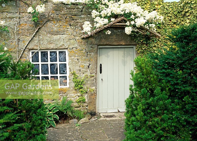Rosa 'Seagull' festooned above old potting shed door with Ivy 'Goldheart' clinging to the wall - Lawkland Hall, Yorkshire