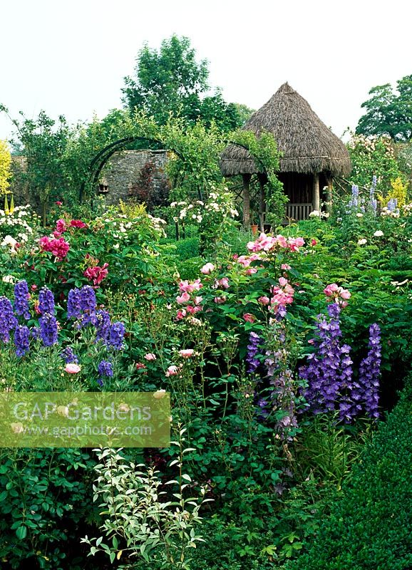 Secluded rose garden with heather - thatched rustic gazebo, Campanula latiloba, Delphinium mixed dwarf varieties from seed, Eleagnus angustifolius 'Quicksilver', Rosa complicata, Rosa 'Roserie de L'Hay' and Rosa 'Bonica' - Lawkland Hall, Yorkshire