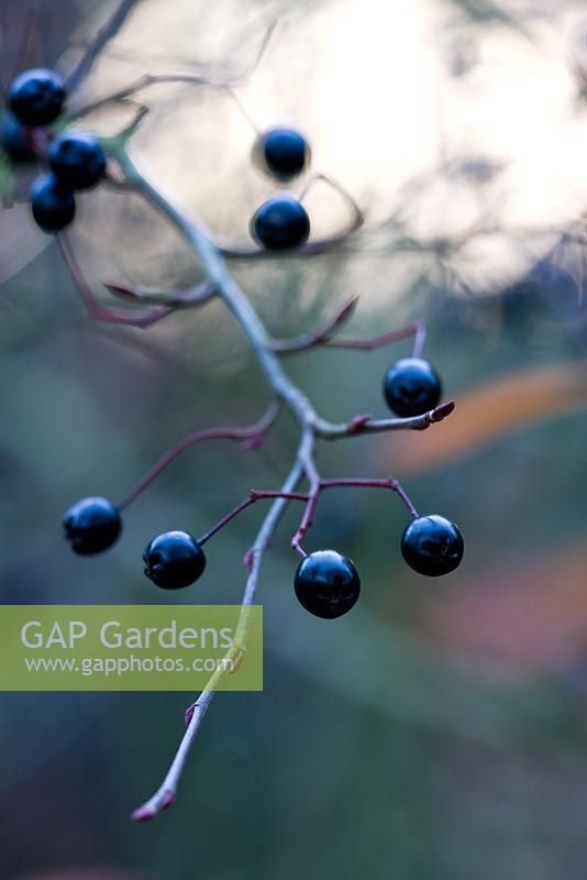 Black berries of Aronia melanocarpa
