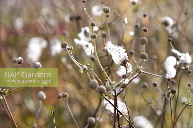 Seedheads of Anemone x hybrida 'Monterosa'