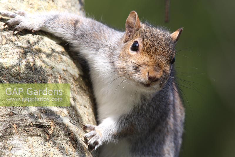 Scirius carolinensis - Squirrel resting on tree trunk