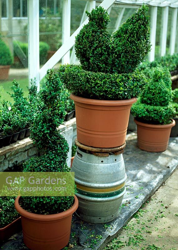 Just clipped topiary, a spiral and peacock 
in terracotta pots - River Garden Box Nursey