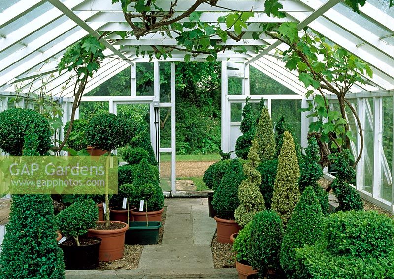 Interior of the greenhouse full of topiary specimens - River Garden Box Nursery