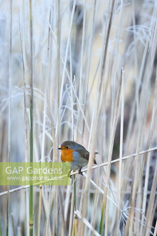 Erithacus rubecula - Robin amongst the frosted stems of Stipa giganta