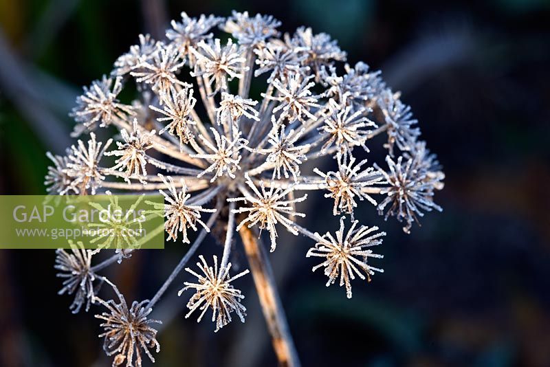 Frosted seedhead