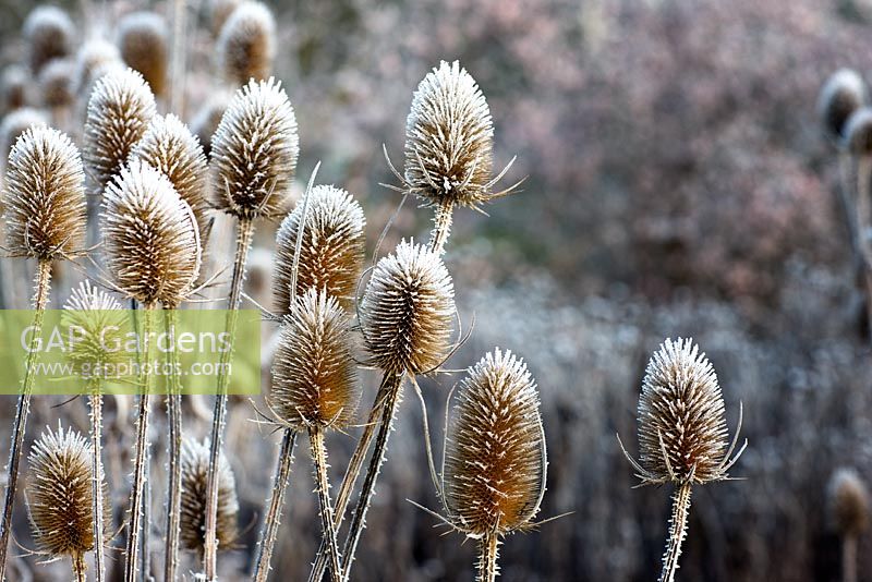 Dipsacus fullonum - Teasel seedheads with frost