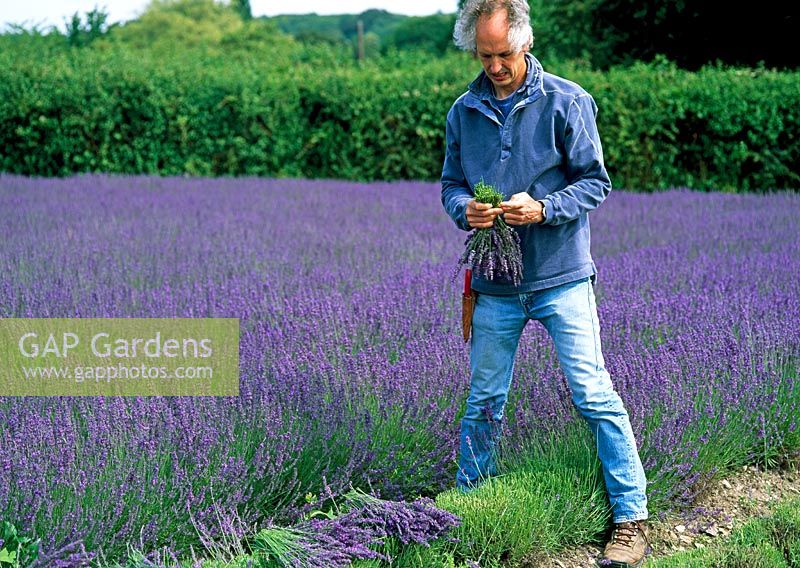 Simon Charlesworth harvesting Lavandula angustifolia 'Mailette' - Downderry Lavender Nursery