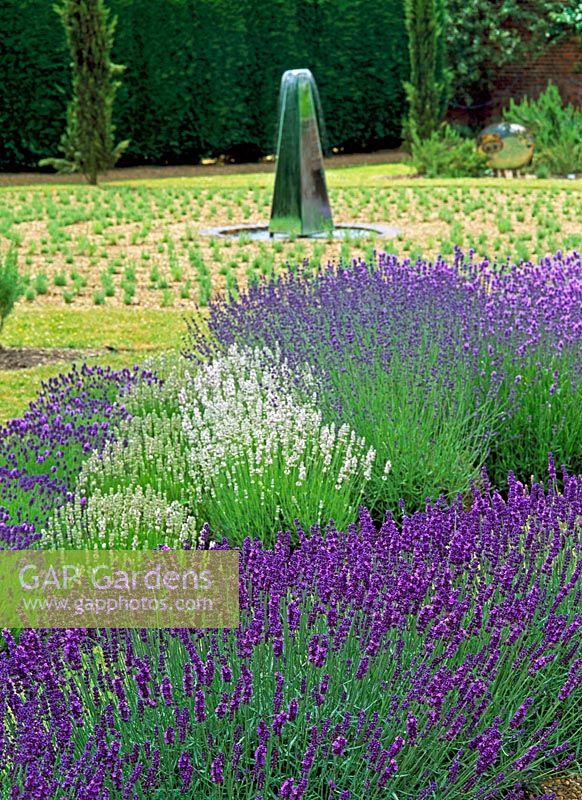 Mounds of Lavandula 'Hidcote', 'Mountain Pink' and 'Buena Vista' billow in front of mirrored water feature - Downderry Lavender Nursery