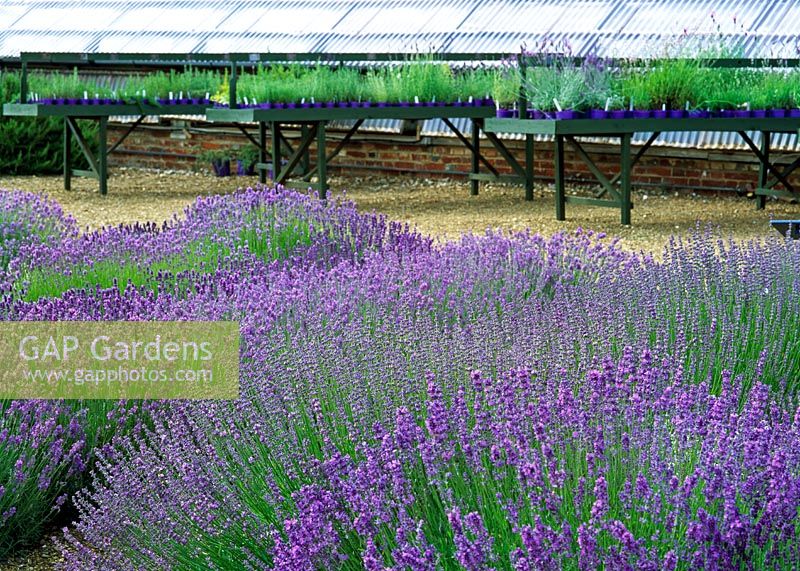 Downderry Lavender Nursery