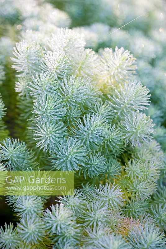 Euphorbia cyparissias - Cypress spurge - 