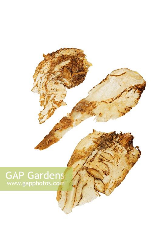 Dang gui - Chinese angelica, Angelica polymorpha var. sinensis. These roots are used in Chinese medicine for menstrual problems, menopausal complaints and anaemia