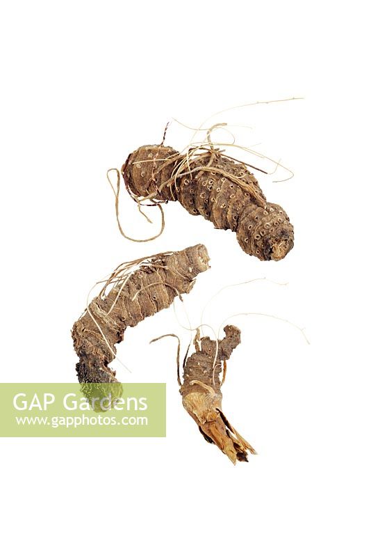 Helionas root - False unicorn root, Chamaelirium luteum. This is used in herbal medicine to treat menstrual problems, menopausal problems, morning sickness, infertility, pelvic inflammatory disease, fibroids and potential miscarriage