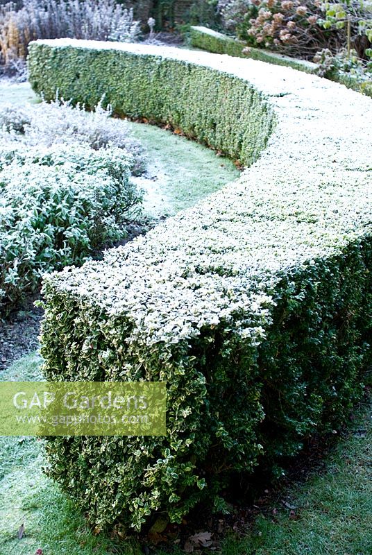 Curved box hedge with frost