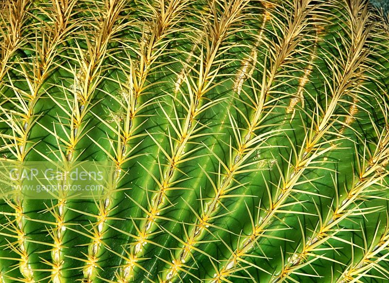 Echinocactus Grusonii - Mother in Law's seat cacti - Jardin de Cactus, Lanzorote