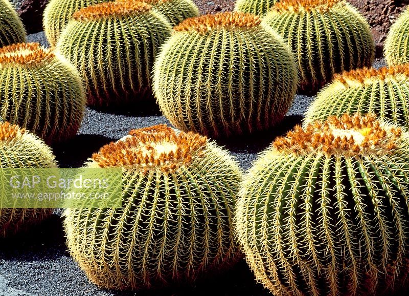 Echinocactus Grusonii - Mother in Law's seat cacti - Jardin de Cactus, Lanzorote