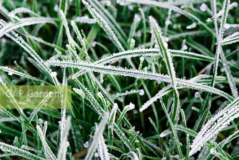 Grass with frost