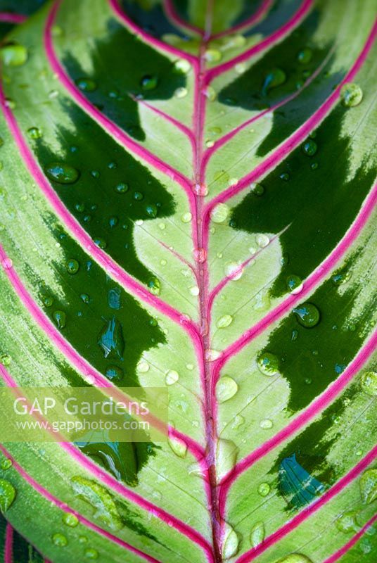 Maranta leuconeura 'Fascinator' with water drops 