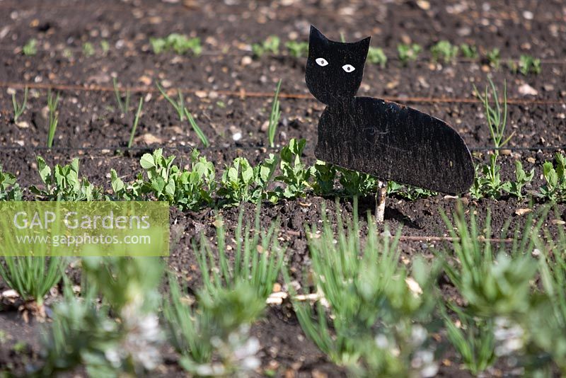 Cat silhouette amongst seedlings to scare birds