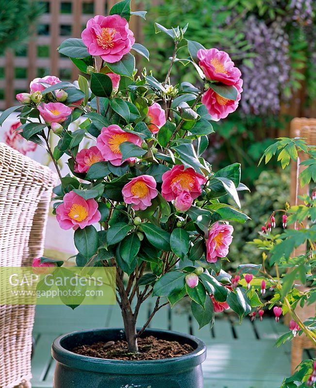 Camellia japonica 'Callifornia'