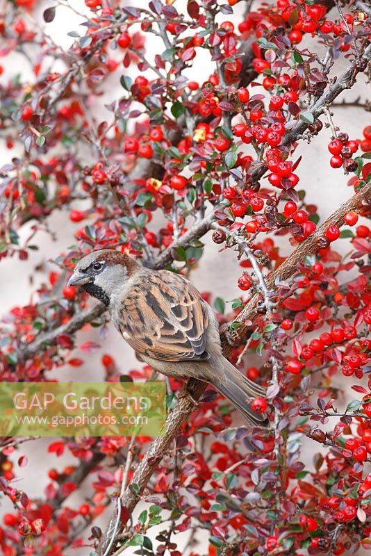 Passer domesticus - Male House sparrow  perching in Cotoneaster 