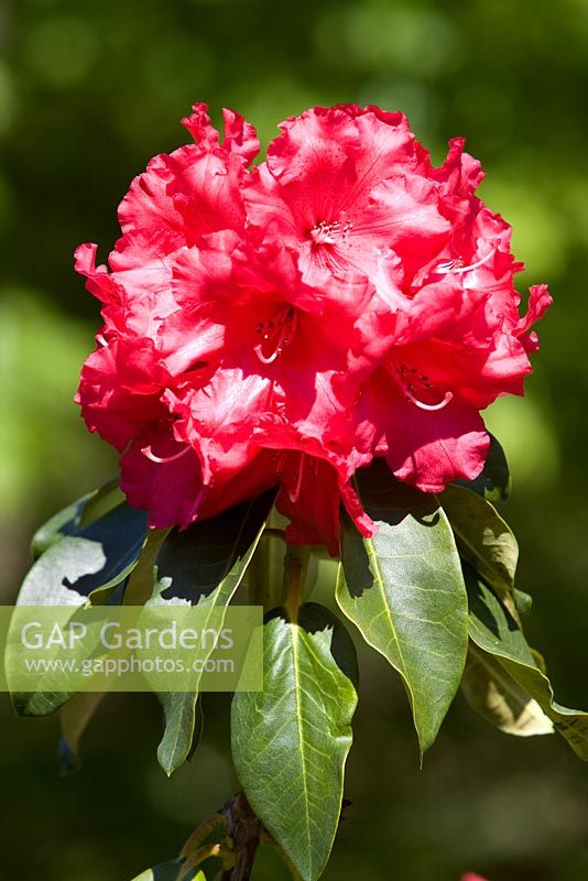Rhododendron 'Markeetas Prize' 