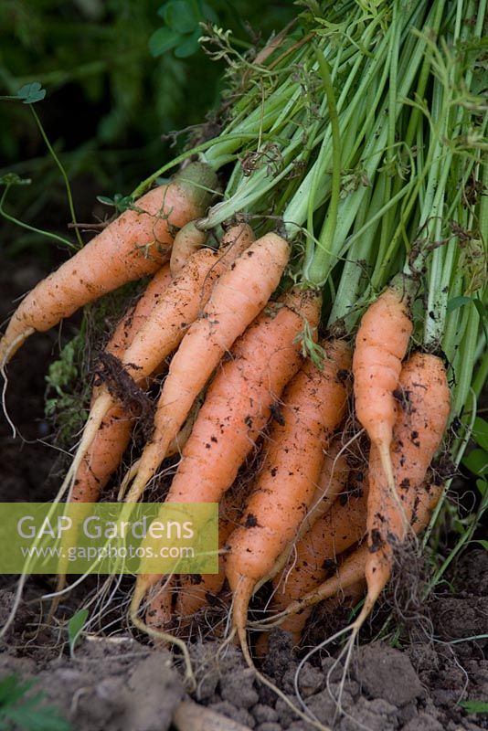 Carrots 'Early Nantes' 