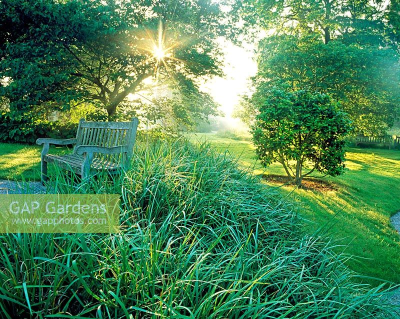 Dawn over the Japanese Landscape, RGB Kew with foliage Iris unguicularis and wooden bench
