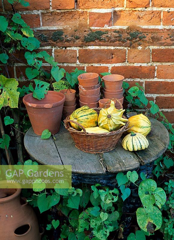 Collection of ornamental gourds on old garden table, terracotta pots all framed with Morning Glory - Horkesley Hall, Essex
