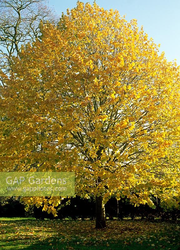 Tree with yellow Autumn leaves - Horkesley Hall, Essex
