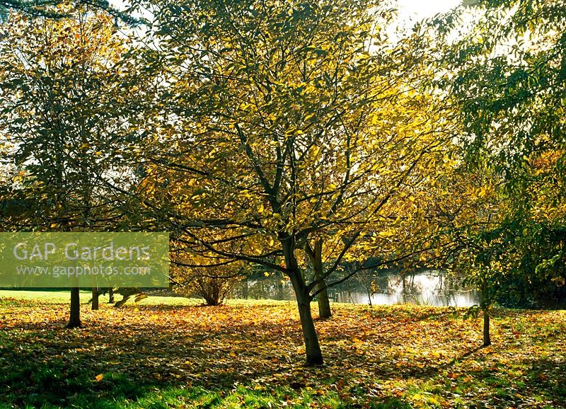 Group of trees in autumn with fallen leaves overlooking lake - Horkesley Hall, Essex
