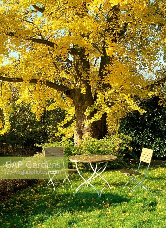 Garden table and chairs under the shade of a huge Ginkgo biloba - Horkesley Hall, Essex