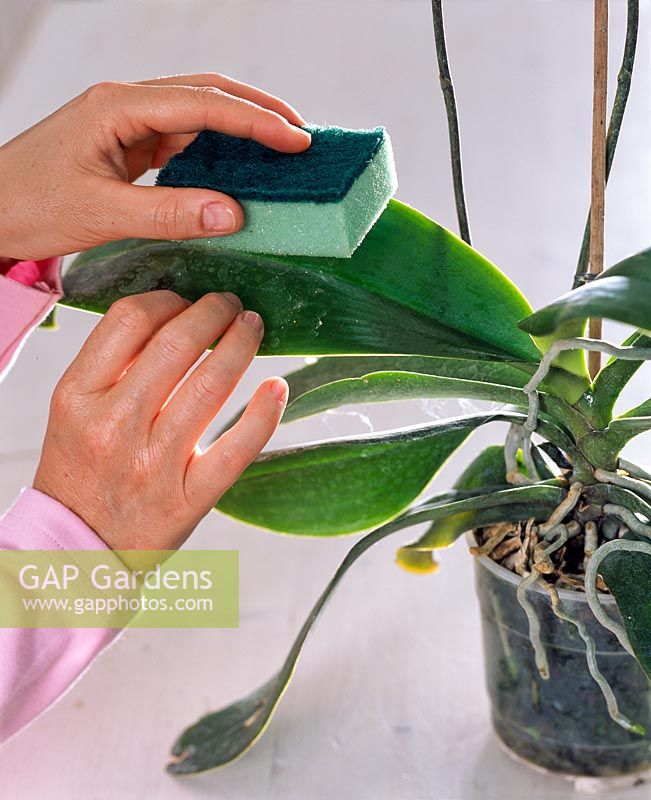 Cleaning leaves of Phalaenopsis with a damp cloth