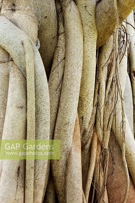 India banyan tree roots