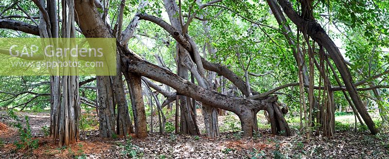 Ficus benghalensists - Indian banyan trees