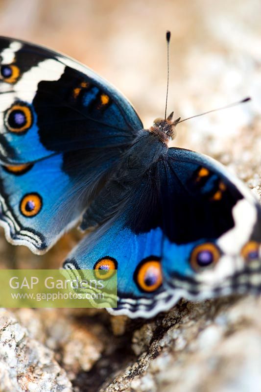 Precis Orithya - Blue Pansy butterfly close up on rock in the indian countryside