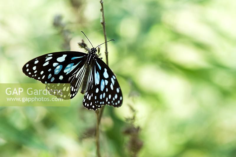Tirumala limniace - Blue tiger butterfly resting in the Indian countryside