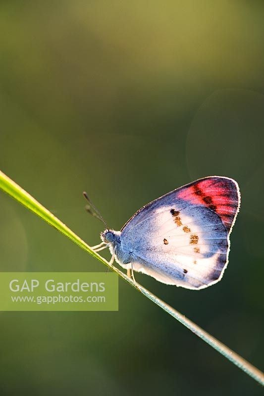 Colotis Danae - Crimson tip butterfly warming up on a grass stem in the Indian countryside